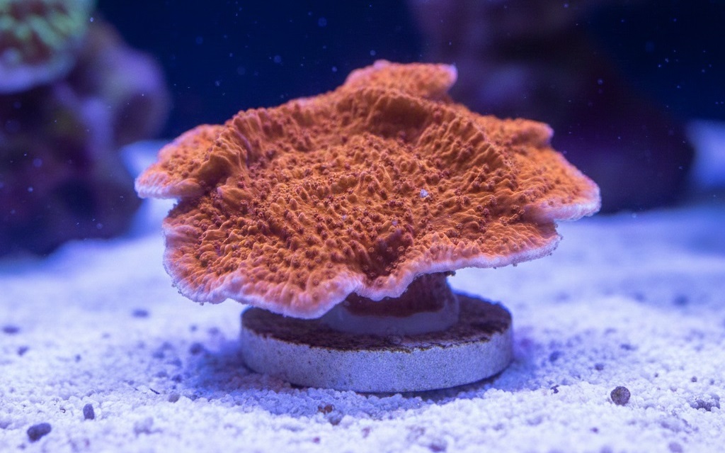 Montipora Foliosa rot